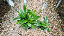 Load image into Gallery viewer, Peace lilies (spathiphyllum)