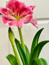 Load image into Gallery viewer, Amaryllis