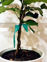 Load image into Gallery viewer, Natal mahogany (Trichilia emetica)