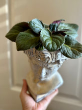 Load image into Gallery viewer, Almost David’s Bust