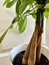 Load image into Gallery viewer, Money Tree (Pachira)
