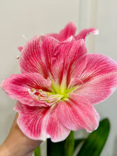 Load image into Gallery viewer, Amaryllis