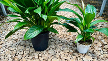 Load image into Gallery viewer, Peace lilies (spathiphyllum)