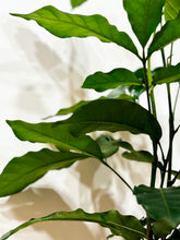 Load image into Gallery viewer, Natal mahogany (Trichilia emetica)