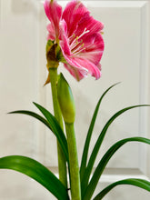 Load image into Gallery viewer, Amaryllis