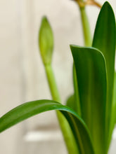 Load image into Gallery viewer, Amaryllis
