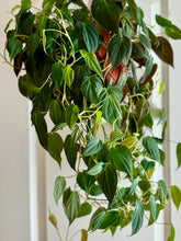 Load image into Gallery viewer, Velvet Heartleaf Philodendron (Philodendron Micans )