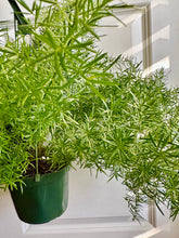 Load image into Gallery viewer, Asparagus fern (asparagus Spre)