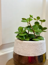 Load image into Gallery viewer, Peperomia Hope (Peperomia Tetraphylla )