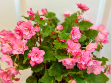 Load image into Gallery viewer, Rieger Begonias