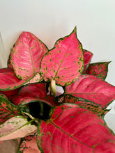 Load image into Gallery viewer, Red Valentine Chinese Evergreen (Aglaonema)