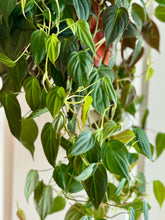 Load image into Gallery viewer, Velvet Heartleaf Philodendron (Philodendron Micans )
