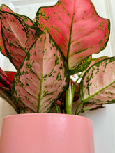 Load image into Gallery viewer, Red Valentine Chinese Evergreen (Aglaonema)