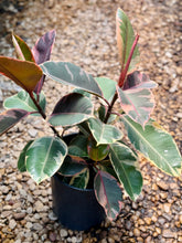 Load image into Gallery viewer, Ficus Elastica Red Ruby