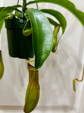 Load image into Gallery viewer, Pitcher Plants (Nepenthes)