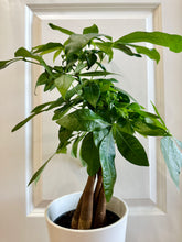 Load image into Gallery viewer, Money Tree (Pachira)