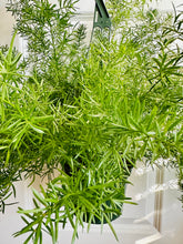 Load image into Gallery viewer, Asparagus fern (asparagus Spre)