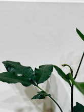 Load image into Gallery viewer, Natal mahogany (Trichilia emetica)