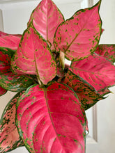 Load image into Gallery viewer, Red Valentine Chinese Evergreen (Aglaonema)