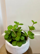 Load image into Gallery viewer, Peperomia Hope (Peperomia Tetraphylla )