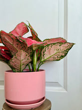 Load image into Gallery viewer, Red Valentine Chinese Evergreen (Aglaonema)