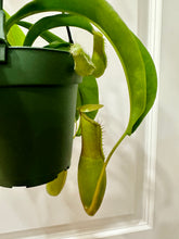 Load image into Gallery viewer, Pitcher Plants (Nepenthes)