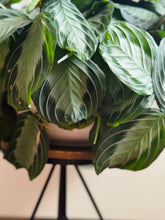 Load image into Gallery viewer, Silver Band Prayer Plant (Leuconeura Maranta Silver Band)