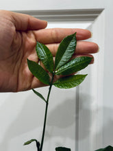 Load image into Gallery viewer, Natal mahogany (Trichilia emetica)