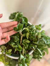 Load image into Gallery viewer, Hoya Hindu Rope (Hoya Carnosa Compacta)