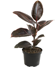 Load image into Gallery viewer, Ficus Elastica Red Ruby