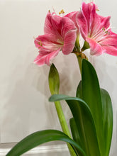Load image into Gallery viewer, Amaryllis