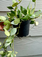 Load image into Gallery viewer, Hoya Krohniana Silver