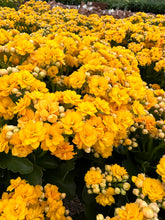 Load image into Gallery viewer, Flaming Katy (Kalanchoe blossfeldiana)