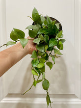 Load image into Gallery viewer, Hoya Krohniana Silver