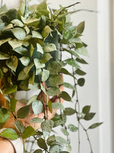 Load image into Gallery viewer, Hoya Krohniana Silver
