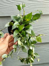 Load image into Gallery viewer, Hoya Krohniana Silver