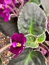 Load image into Gallery viewer, African Violets