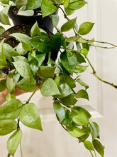 Load image into Gallery viewer, Hoya Krohniana Silver