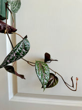 Load image into Gallery viewer, Celebes Pepper (Piper crocatum)