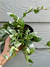 Load image into Gallery viewer, Hoya Krohniana Silver