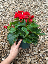 Load image into Gallery viewer, Rieger Begonias