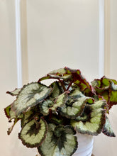 Load image into Gallery viewer, Escargots Rex Begonias