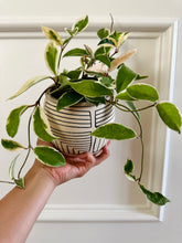 Load image into Gallery viewer, Lined Planter