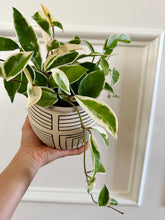 Load image into Gallery viewer, Lined Planter