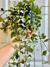 Load image into Gallery viewer, Hoya Krohniana Silver