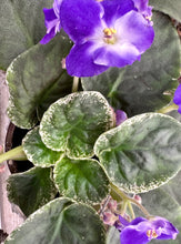 Load image into Gallery viewer, African Violets