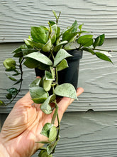 Load image into Gallery viewer, Hoya Krohniana Silver