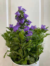 Load image into Gallery viewer, Canterbury Bells (Campanula medium)