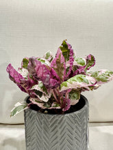 Load image into Gallery viewer, Variegated Waffle Plant (Hemigraphis alternata