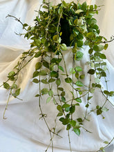 Load image into Gallery viewer, Hoya Krohniana Silver